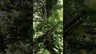 WW2Era AntiAircraft Gun in Papua New Guinea ytshort ww2 papuanewguinea [upl. by Ytisahcal456]