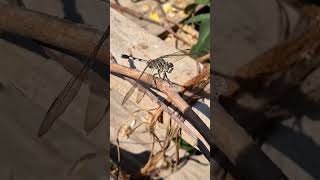 Dragonflies nature insects animal animal life dragonfly [upl. by Mcguire]