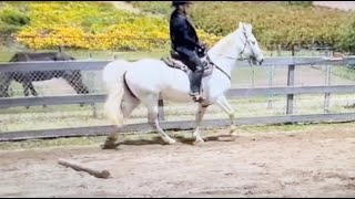 The Step Pace  What Is It And Is It Ok To Do Gaited Horse Training [upl. by Eenerb]