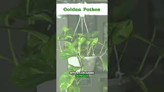 Golden Pothos Plant A Trailing Houseplant with AirPurifying Benefits [upl. by Noe723]