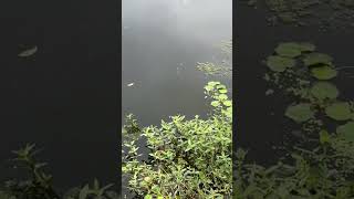 Crucian carp bait big crucian carp fishing crucian carp wild fishing skills [upl. by Celeste]