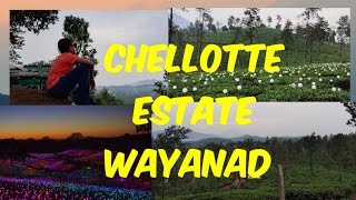 Chellotte Estate Wayanad Vythiri Amazing views Tea estate Field of light show tourist places [upl. by Aihsenyt]