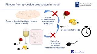 Increasing wine flavour with glycoside additions [upl. by Bertrando]