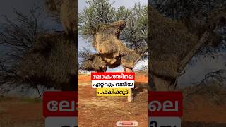 ലോകത്തിലെ ഏറ്റവും വലിയ പക്ഷിക്കൂട് shortvideo [upl. by Wickner932]