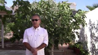 How to protect your fig trees from birds revolutionary new idea [upl. by Holman866]