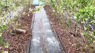 Duke Blueberry Greenhouse flowering and buzzing with pollinators [upl. by Renny]