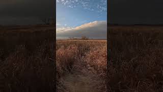 Always fun seeing them running through the grass youtubeshorts pheasant hunting [upl. by Einhapets]