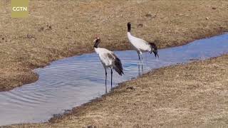 Wild animals roam freely in northwest Chinas Qinghai [upl. by Furlong602]