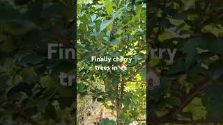 cherry cherry trees homevillage viraltrending nature naturelovers youtube shorts [upl. by Omidyar962]