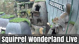 SqNestLive5of6 Squirrel Wonderland Live 🇺🇸🎗🇺🇦 [upl. by Kaitlyn455]