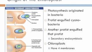 Biology 2 Lecture 7 Protists [upl. by Surazal]