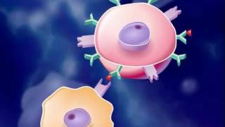 The Immune Response HD Animation [upl. by Llertnac201]