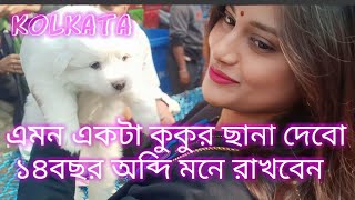 Galiff Street dog market in kolkata।Galiff Street pet market in kolkata। NEW DOG price kolkata 2024 [upl. by Adliwa]