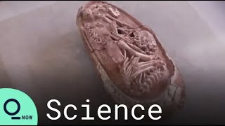 Preserved Dinosaur Embryo Discovered in Southern China [upl. by Januisz432]