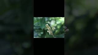 Canon 1300D 1855 lens  short  video dslrcamera [upl. by Liemaj]