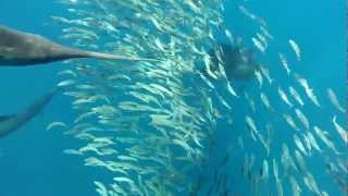 Sailfish feeding on sardine school 25 nm offshore in the Yacatan channel Mexico [upl. by Kurtz]