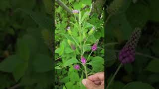 Les presento esta especie de Lantana elsalvador elsalvadorimpresionante biology [upl. by Raasch]