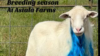 St Croix Sheep breeding at Astala Farms [upl. by Austina]