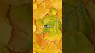 Why are my plants leaves turning yellow plantcare yellowleaves gardeningtips [upl. by Hsirrap919]