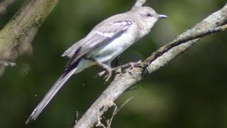 Mockingbird sounds mimicking amp singing song [upl. by Aoht]