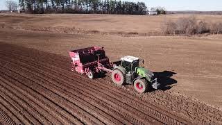 Giant Miscanthus Planting [upl. by Lady]