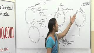 Rolling circle replication BSc MSc Lecture by Ms Pragya Dhakar [upl. by Cleaves813]