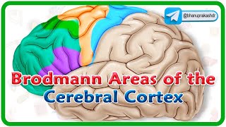 Brodmann areas of the cerebral cortex  Lobes of the brain Structure and function  Neuroanatomy [upl. by Notreve404]