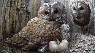 Tawny Owls Long Battle for Chicks of Their Own  Luna amp Bomber  Robert E Fuller [upl. by Woodrow]