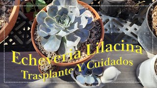 Echeveria Lilacina Trasplante Y Cuidados [upl. by Sel597]