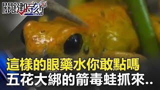 這樣的眼藥水你敢點嗎 五花大綁的箭毒蛙抓來…關鍵時刻 201808145 舒夢蘭 馬西屏 [upl. by Yelkreb]