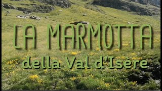 La marmotta della Val dIsère [upl. by Nahk189]