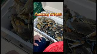 CATCHING A Lot Of CRABS 🦀🦀 crab crabbing fishing fishing shorts BayouPete [upl. by Aizitel]