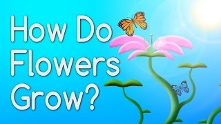 How Do Flowers Grow From Seeds [upl. by Ella774]