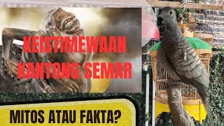 MITOS PERKUTUT KANTONG SEMAR DAN KEISTIMEWAAN NYA [upl. by Cyndie]