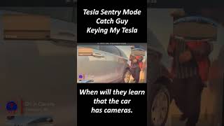 Tesla Sentry Mode Catch Guy Keying My Tesla  TeslaCam Live automobile tesla news [upl. by Bunder]