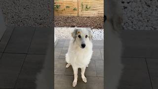 Can my dog catch 🤔 greatpyrenees funnydogs funnydogvideos [upl. by Adlei]