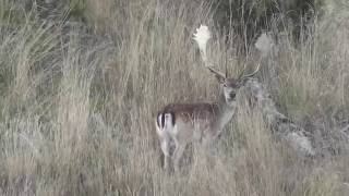 Black or ginger Fallow buck [upl. by Whitaker]