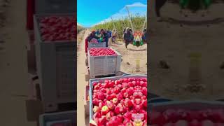 Fruit farm job opportunities farming bestjobsincanada [upl. by Weinman]