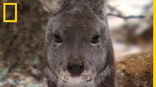 Le chevrotain portemusc sa tête de kangourou et ses dents de vampire [upl. by Marsland]