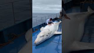 A touching story about a sailor rescuing a mother whale that gave birth on the deck of a ship [upl. by Henka]