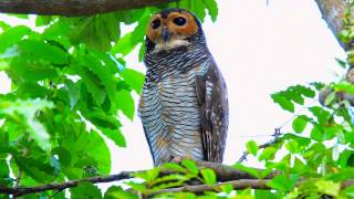 Spotted Wood Owl [upl. by Pugh]