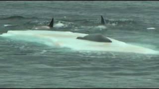 Orcas hunting seal on ice floe in Antarctica [upl. by Lubow]