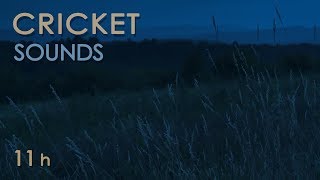 Cricket Sounds  Crickets Chirping at Night  Nature Sounds for Sleep amp Relaxation  11 Hours [upl. by Garihc]