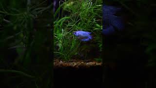 5ft Planted aquarium part 4 [upl. by Susej362]