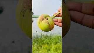 Ouu Khata Mitha Achar Recipe Elephant Apple Acharachar youtubeshorts shorts prasmitarath [upl. by Also]