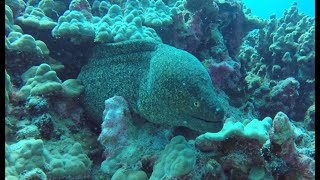 quotBest Diving in Kona Scorpionfish Triggerfish Moray Trevally Coris” [upl. by Niatsirhc]