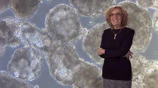 Elaine Fuchs Rockefeller HHMI 1 Skin Stem Cells Biology and Promise for Regenerative Medicine [upl. by Kamal766]