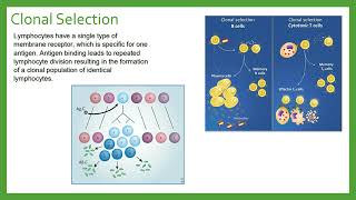 Lymphocytes [upl. by Freiman]