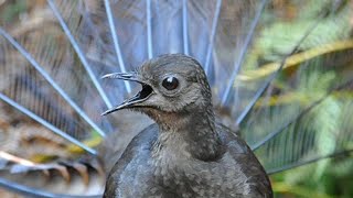 Lyrebird Mimicking Chainsaws Cameras Cars and Even People [upl. by Llerrud]