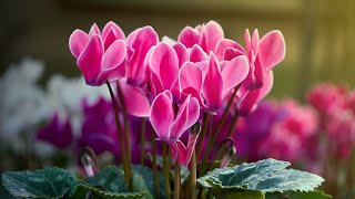 CYCLAMEN PROPAGATION FROM SEEDS  Germination period care [upl. by Larimer653]